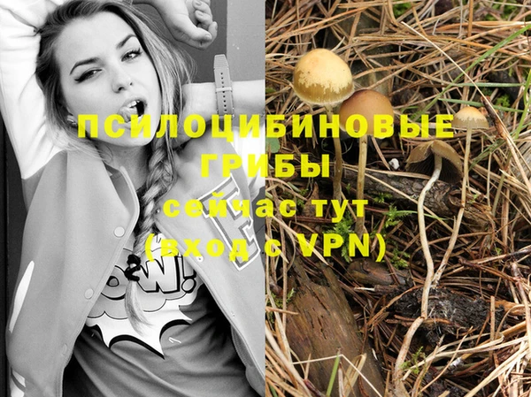 стаф Алзамай