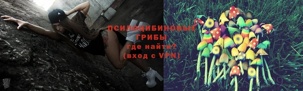 стаф Алзамай
